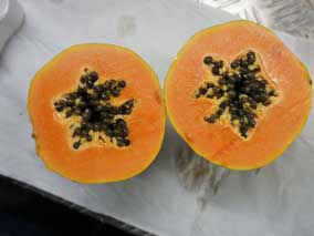 Inspección papaya
